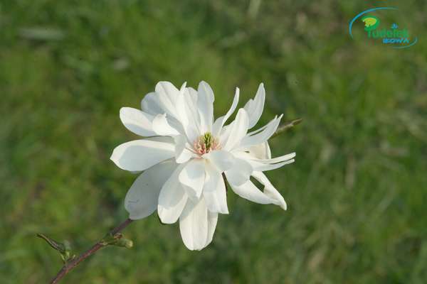 Magnolia Powder Puff